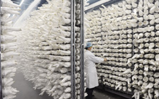 食用菌工廠培養(yǎng)室