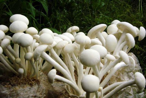 食用菌恒溫房的三大優(yōu)勢(shì)