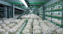 金針菇工廠化設(shè)計(jì)生產(chǎn)